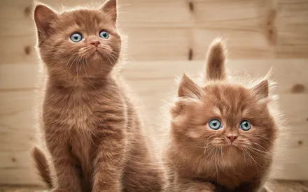 Котята, Рыжий, Домашние животные, Голубые глаза, Котенок, Милый, Деревянный фон