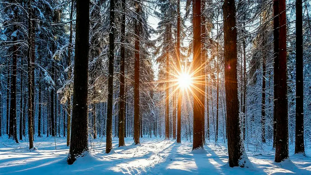 Обои на рабочий стол: Winter Forest