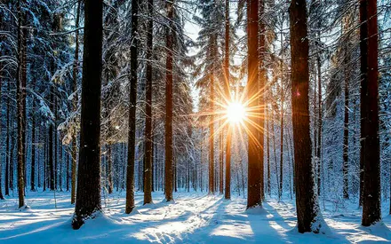 Forest, Winters, Nature, Winter