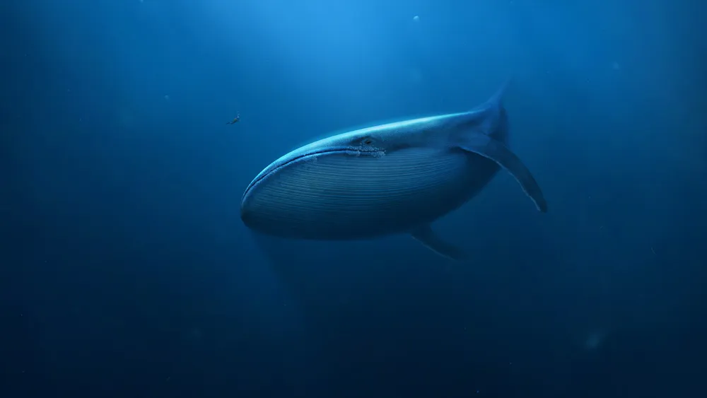 Wallpaper Whale 1920x1080