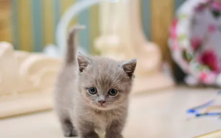 Тварини, Кошенята, Манчек