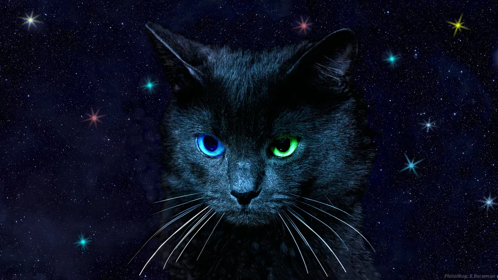 Обои на рабочий стол: Кошка