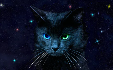 Кошка, Небо, Глаза, Звезды, Цвет