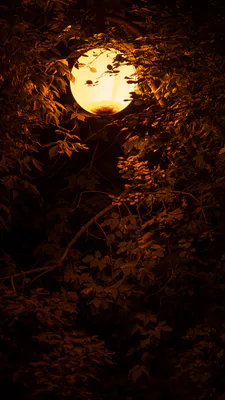 Теплий, Нічний, Ліхтар, Листя, Осінь