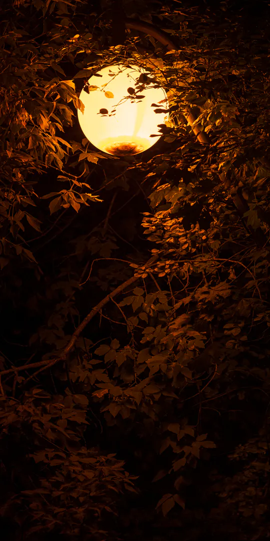 Обои на телефон: Тёплый ночной фонарь среди листвы