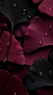 Макро, Листья, Гинкго, Капли воды, Темные тона, Текстура, Природа, Контраст, Минимализм