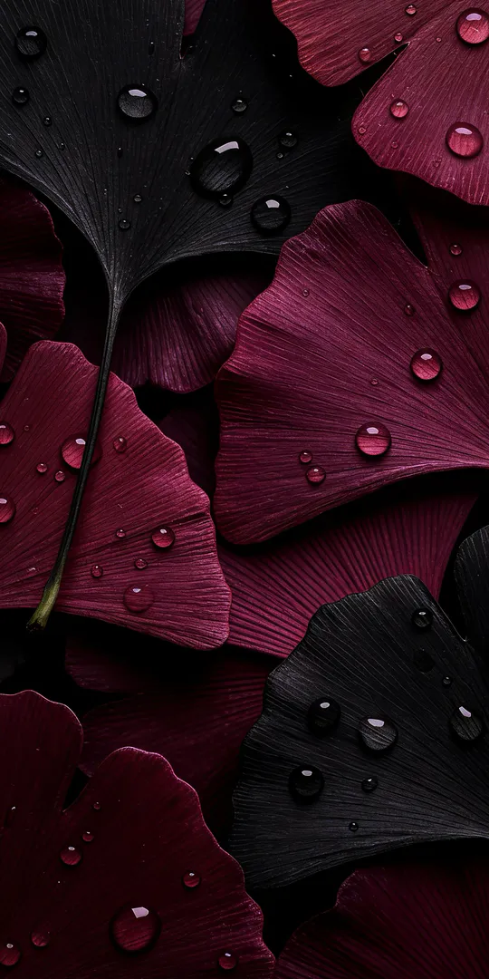 Обои на телефон: Темные листья гинкго с каплями воды