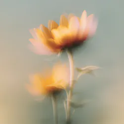 Dark ginkgo leaves with water drops