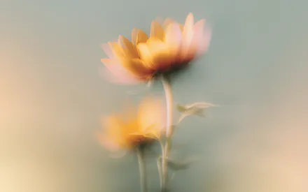 Цветы, Минимализм, Мягкий фокус, Пастельные тона, Движение, Нежность, Природа, Спокойствие, Художественный эффект