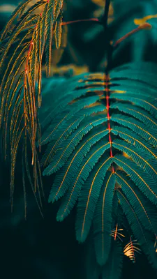 Природа, Тропики, Листья, Зелень, Ботаника, Темные тона, Покой, Атмосферно