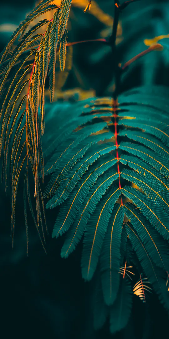 Обои на телефон: Тропические листья