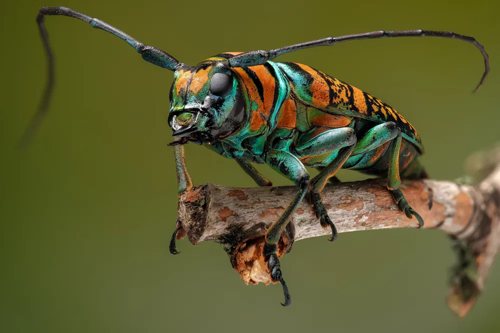 Wallpaper Beetle 1024x576