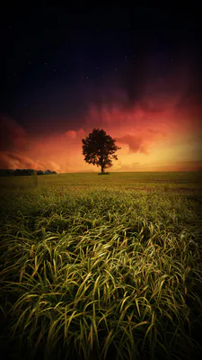 Поле, Трава, Закат, Небо, Звезды, Силуэт, Пейзаж, Атмосфера