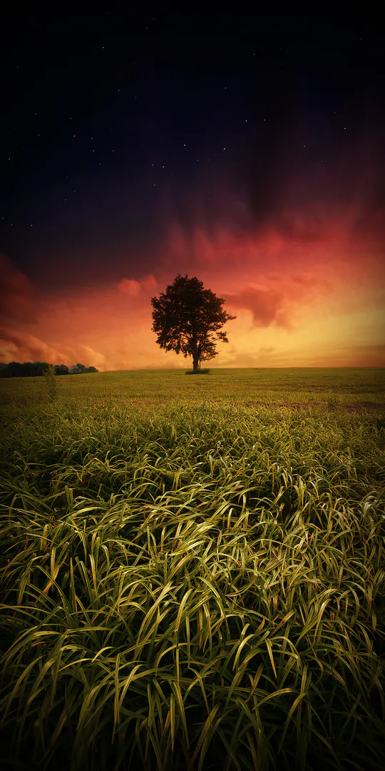 Обои на телефон: Одинокое дерево вечером