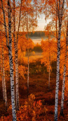 Березы, Березовый лес, Осень, Оранжевые листья, Лесной пейзаж, Туман, Золотой час