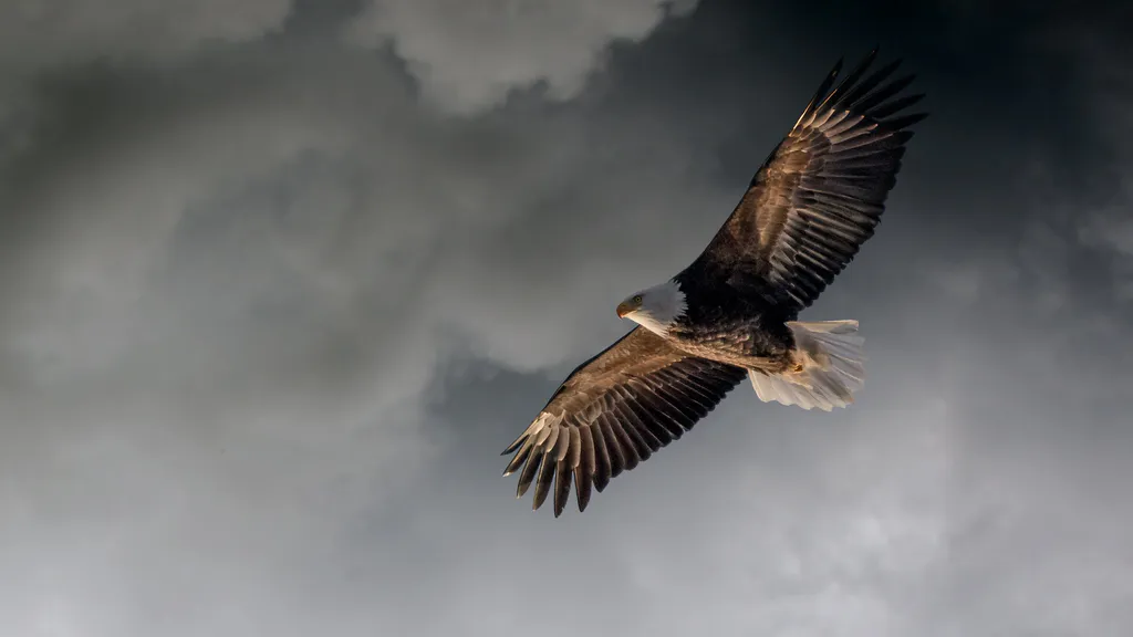 Обои на рабочий стол: Белоголовый орлан