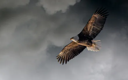 Clouds, Flight, Bird, Eagle, Wings, Feathers, Predator, Bald Eagle