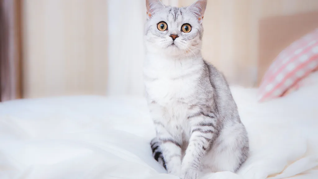 Обои на рабочий стол: Кошка