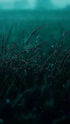 Дождь, Трава, Капли, Мокрый, Роса