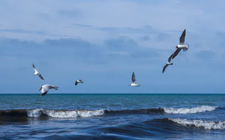 Seagull, Lake, Baltic Sea, After Storm