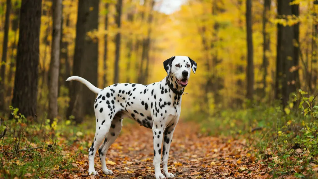 Обои на рабочий стол: Далматинец