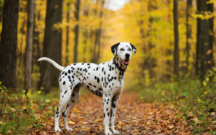 Далматин, Собака, Собаки, Тварини, Ліс, Осінь