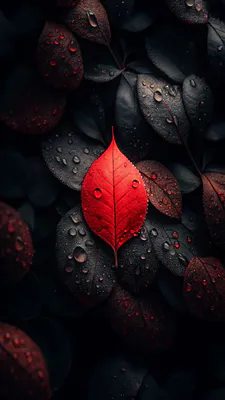 Leaves, Drops, Water, Texture, Contrast, Autumn, Dark Tones, Macro, Amoled