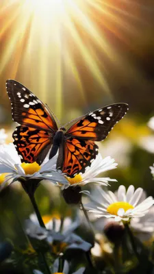 Butterfly, Orange Butterfly, Daisies, Flowers, Sunlight, Macro Photography, Butterfly Wings, AI Art