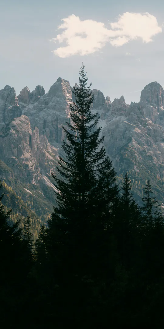 Phone wallpaper: Spruce among the mountains