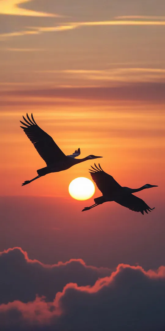 Phone wallpaper: Cranes in the west