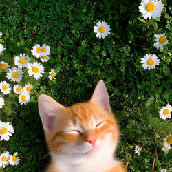 Котенок