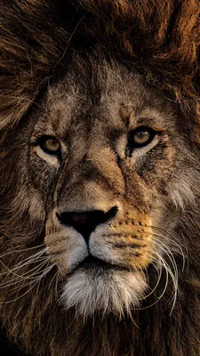 Lion, Wild Animal, Predator, Lion’s Mane, Close-up, Amber Eyes