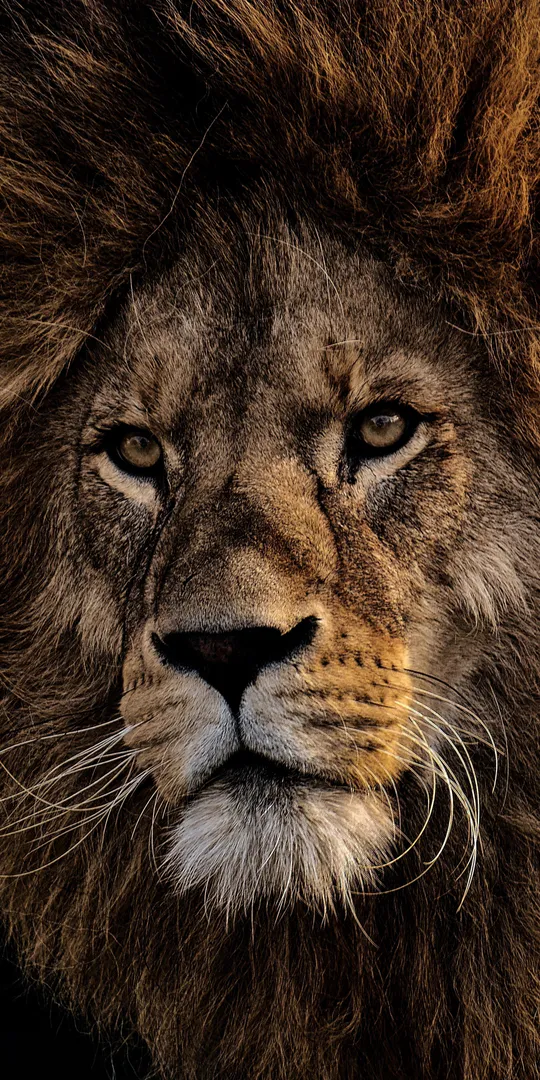 Phone wallpaper: The look of a lion