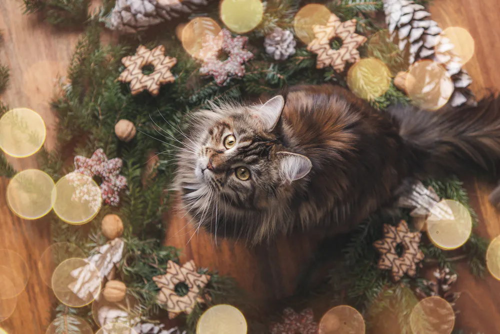 Wallpaper Maine Coon 750x1334
