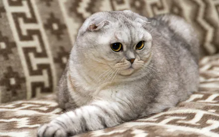 Домашние животные, Британцы, Кошка, Свирепый