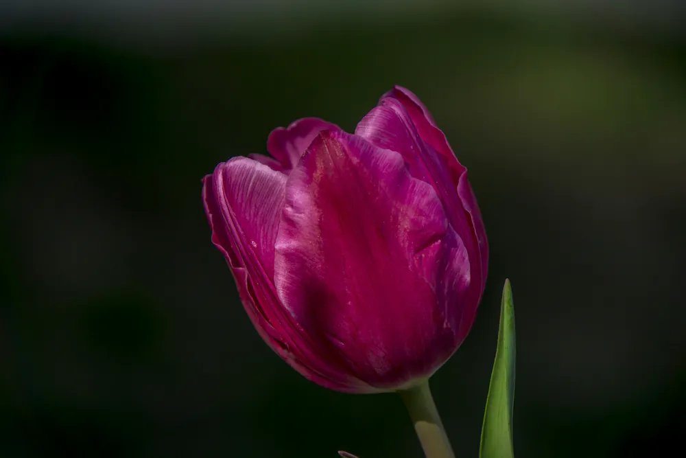 Wallpaper Tulip 1280x720