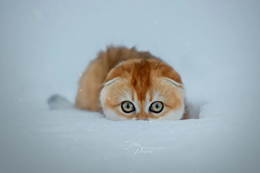 Manually crop Cat wallpaper to 1920x1080 resolution to your desktop