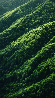 Лес, Горы, Зеленый лес, Горный лес, Природа, Горный пейзаж, Зеленые холмы, Деревья, Густой лес, Дикая природа, Пейзаж, Природный ландшафт, Горная природа, Панорама, Покой, Экология, Лесной фон
