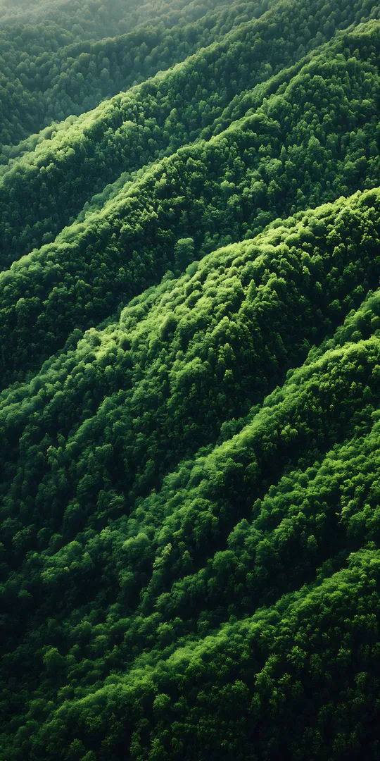Phone wallpaper: Green mountain forests