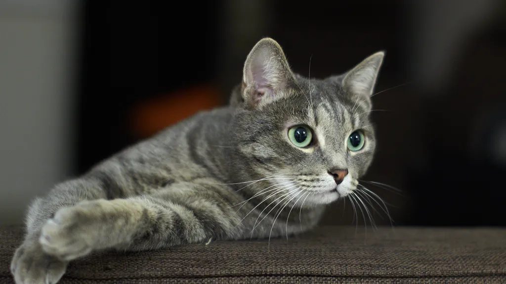 Обои на рабочий стол: Кошка