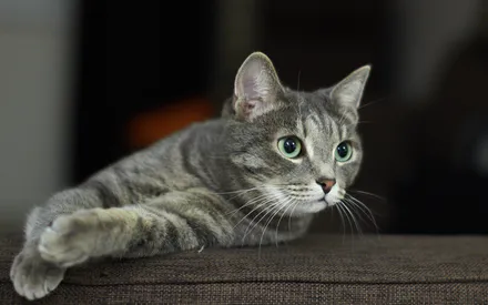 Кошка, Кот, Взгляд