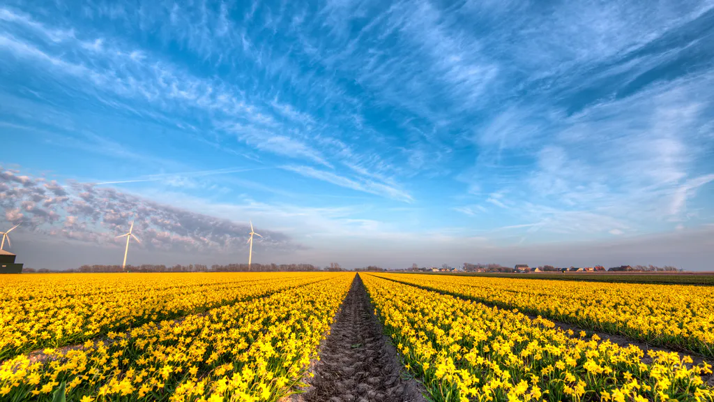 Шпалери для робочого столу: Поле