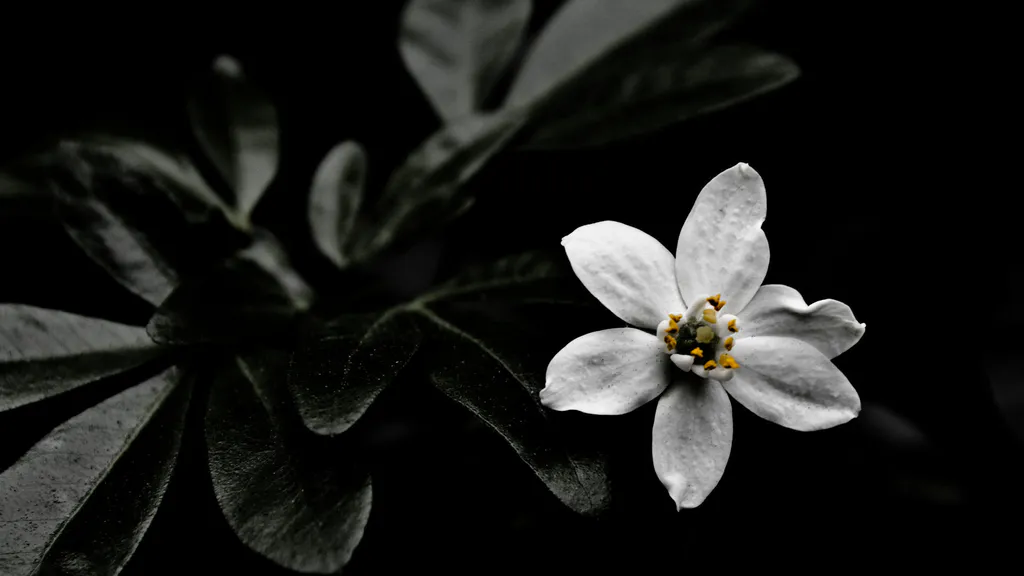 Обои на рабочий стол: Белый цветок