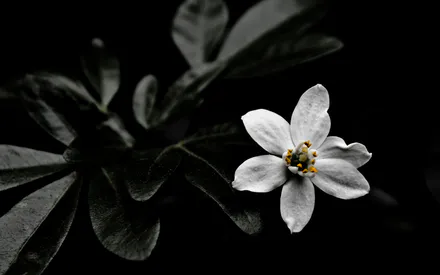 Темнота, Природа, Цветы, Белый цветок