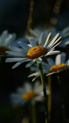 Chamomile, White Flowers, White Daisies