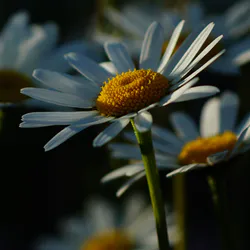 Wind Capture