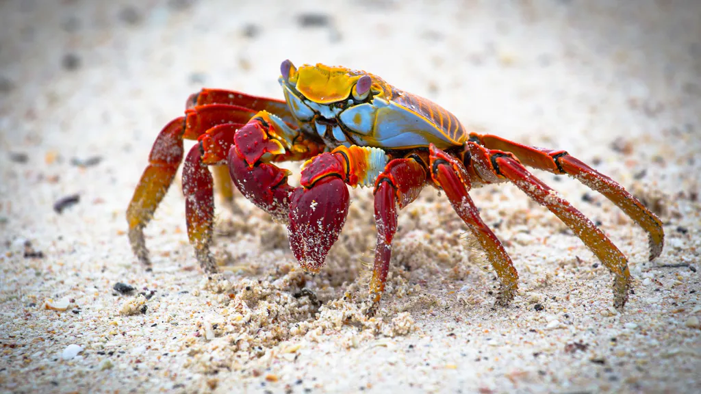 Desktop wallpaper: Crab