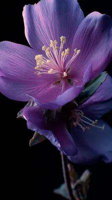 Amoled, Gibisque, Рослина