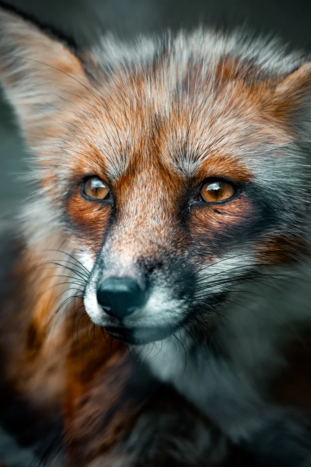 Wallpaper Fox 1080x1920