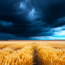 Field